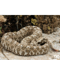 گونه افعی شاخدار دم عنکبوتی Spider-tailed Horned Viper 